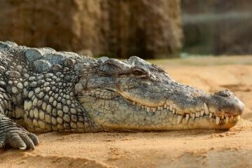 nile crocodile, animal, zoo, crocodile, crocodylus niloticus, reptile, predator, wildlife, fauna, wilderness, nature, animal world, wildlife photography, crocodile, crocodile, crocodile, crocodile, crocodile